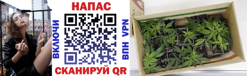 Канабис OG Kush  Рассказово 